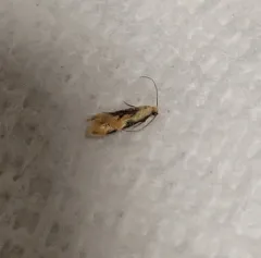 Yellow Wave Moth thumbnail 2