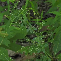 Hairy bedstraw thumbnail 3