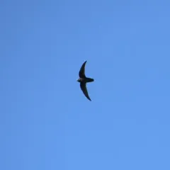 Black Swift thumbnail 2