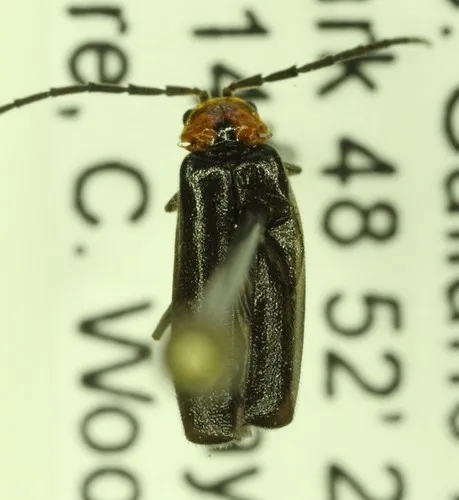 Silis lutea