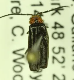 Silis lutea thumbnail 1