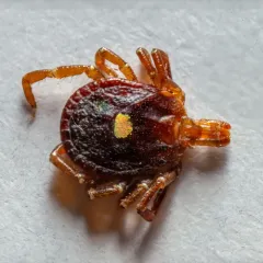 Lone Star Tick thumbnail 4