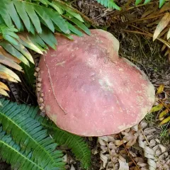 Smith's Bolete thumbnail 4