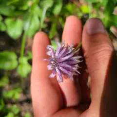 Woollyhead Clover thumbnail 3