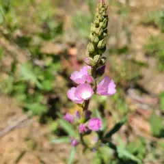 Oregon Checker-mallow thumbnail 4