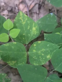 hog-peanut false rust thumbnail 2