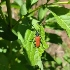 Golden-winged Elderberry Borer thumbnail 3