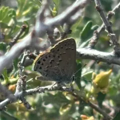Behr's Hairstreak thumbnail 4