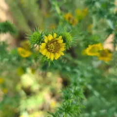 Common Spikeweed thumbnail 2