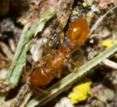 Doubtful Acorn Ant thumbnail 2