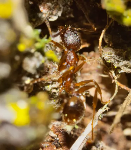 Winnow Ant