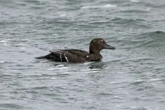Steller's Eider thumbnail 3