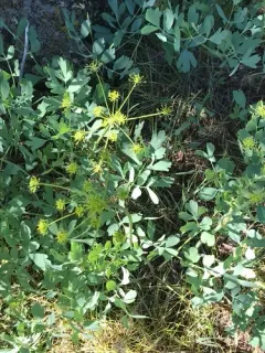 California lomatium thumbnail 2