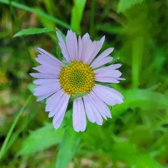 Wandering daisy thumbnail 3