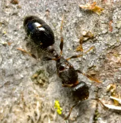 Schaum's Acorn Ant thumbnail 2