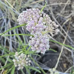 narrowleaf milkweed thumbnail 4