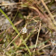howell's horkelia thumbnail 4