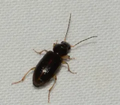 Stenolophus dissimilis thumbnail 3