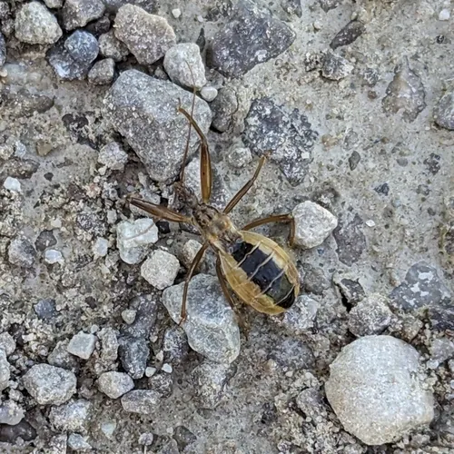 Fitchia aptera