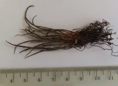Big-spore Quillwort thumbnail 2