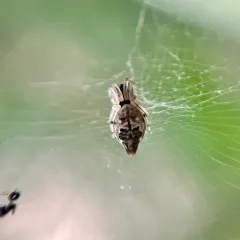 Humped Trashline Orbweaver thumbnail 4