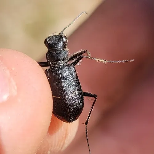 Prairie Long-lipped Tiger Beetle