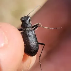 Prairie Long-lipped Tiger Beetle thumbnail 1