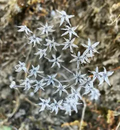 Idaho stonecrop thumbnail 4