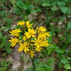 golden ragwort thumbnail 1