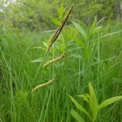 tussock sedge thumbnail 1