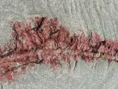 Bull Kelp Nori thumbnail 2
