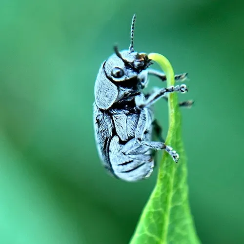 Lord Leaf Beetle