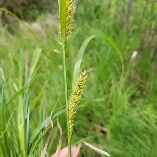 lake sedge