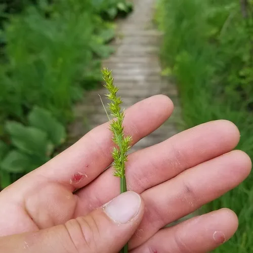 awl-fruited sedge