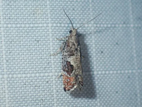 Epinotia medioplagata