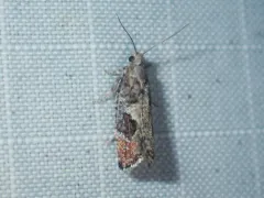 Epinotia medioplagata thumbnail 1