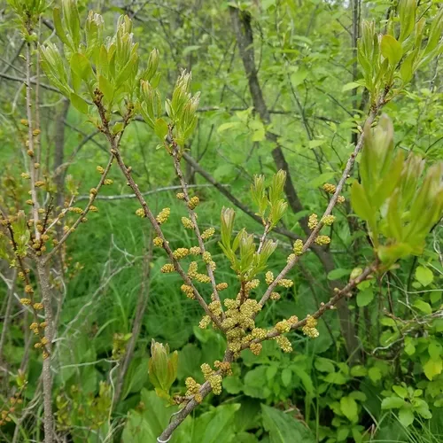 northern bayberry