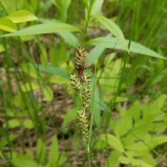 Buxbaum's sedge thumbnail 1