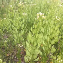 field penny-cress thumbnail 2
