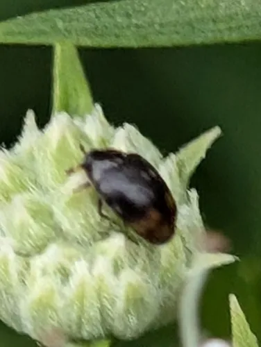 Cryptorhopalum haemorrhoidale
