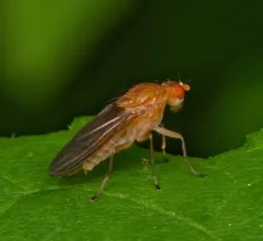 Suillia longipennis thumbnail 2