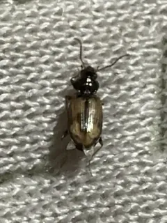 Dry-field Bembidion Beetle thumbnail 4
