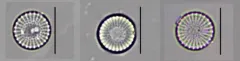 Stephanodiscus minutulus thumbnail 3