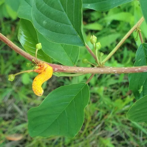 Crown Rust