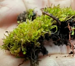 Matchstick Flapwort thumbnail 4
