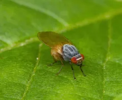 Minettia lupulina thumbnail 2