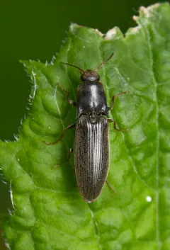 Stable Click Beetle thumbnail 1