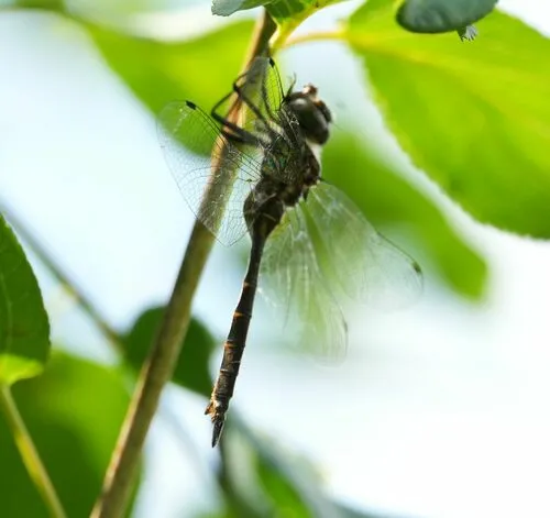 Brush-tipped Emerald