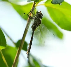 Brush-tipped Emerald thumbnail 1