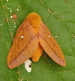 Hornless Oakworm Moth thumbnail 4